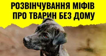 Зустріч-дискусія: як допомогти бездомним тваринам?