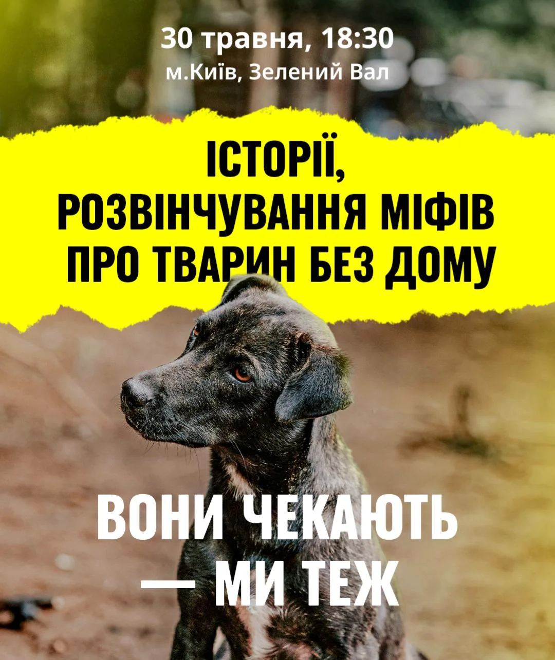 Зустріч-дискусія: як допомогти бездомним тваринам? afisha